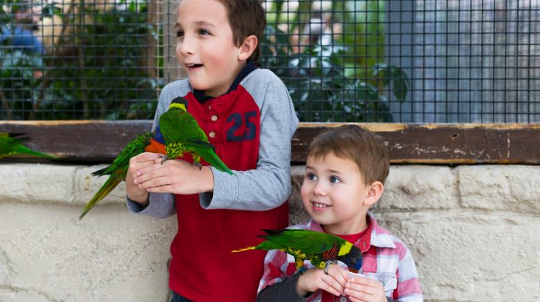Lorikeet Feeding